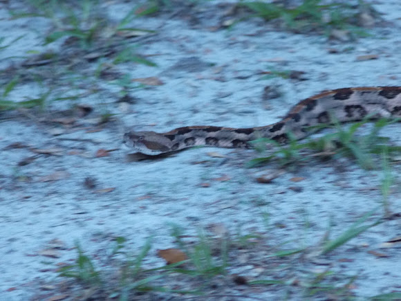 Spotting Image 1