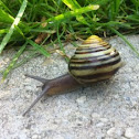 grove snail