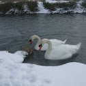 Mute Swan