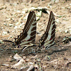 Dark Kite-Swallowtail