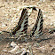 Dark Kite-Swallowtail