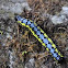 Myriapoda