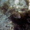 Stars And Stripes Puffer