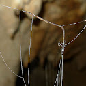 Hanging snares of Fungus Gnat larva