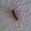 House Centipede