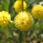 Golden Wattle (red eye)