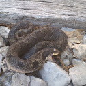 Eastern Hognose