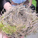 Nest
