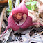 Wild Ginger