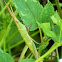 Longheaded Toothpick Grasshopper