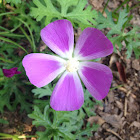 Poppy Mallow