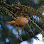 Goudhaan (Regulus regulus)
