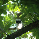 Spectacled Owl