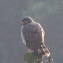 Roadside Hawk