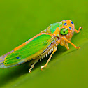 Sharpshooter Leafhopper