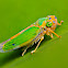 Sharpshooter Leafhopper
