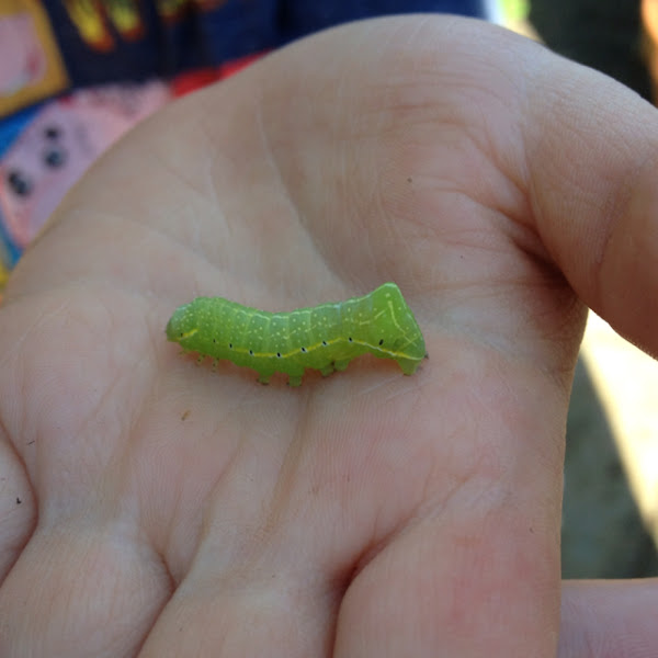 Copper Underwing Caterpillar Project Noah