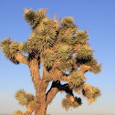 Joshua Tree
