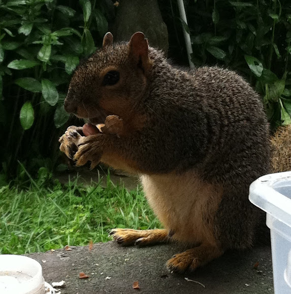 Spotting Image 1