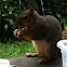 Eastern Gray Squirrel