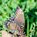 Red-Spotted Purple