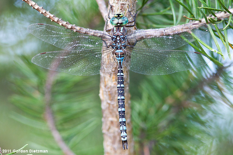 Canada Darner Dragonfly