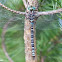Canada Darner Dragonfly