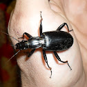 Beetle