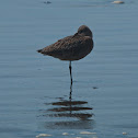 Marbled Godwit
