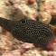 Papua puffer/toby