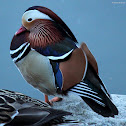 Mandarin duck