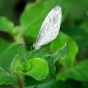 Leptosia nina malayana