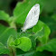 Leptosia nina malayana
