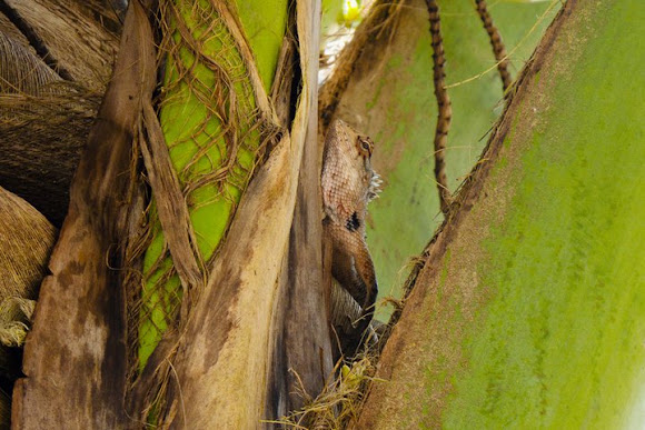 Spotting Image 1