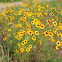 Plains Coreopsis