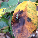 Jumping Spider