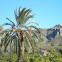 Palmera datilera. Date palm