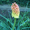 Torch Lily