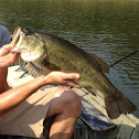 Largemouth bass