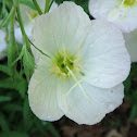 Evening primrose
