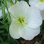 Evening primrose