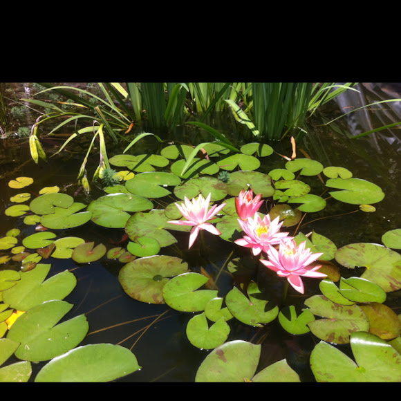 Spotting Image 1