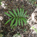Zamia