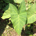 Elephant Ear