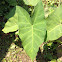 Elephant Ear