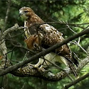 Red Tailed Hawk (juvenile)