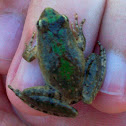 Blanchard's Cricket Frog