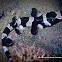 Brownbanded Bamboo Shark (Juvenile)