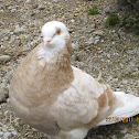 Dove