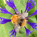 Common Carder bee